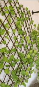 Plant 1