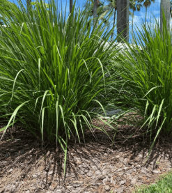 Plant 2