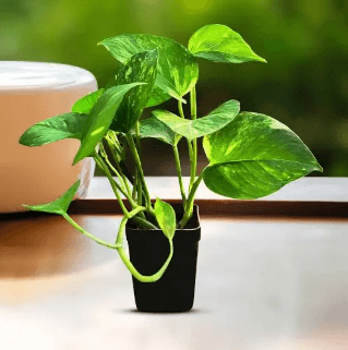 Plant 3