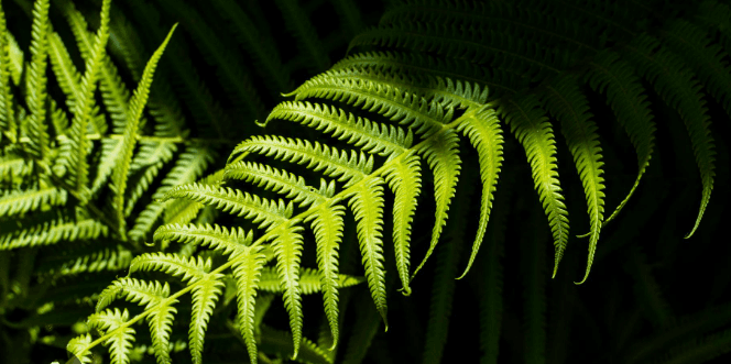 Green fern leaves